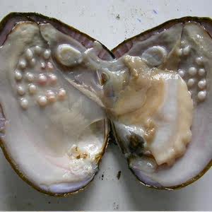 鲜活淡水珍珠蚌图片