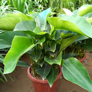 金钻植物蔓绿绒图片