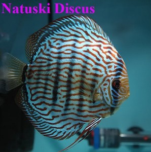  span class=h>包邮 /span>进口德国眼睛佬红松石七彩神仙 span class