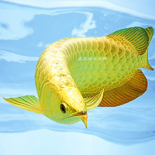 金龙鱼活体过背高背鱼苗印尼辣椒超血红龙鱼风水热带观赏招财水族