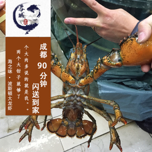 【海鲜龙虾鲜活价格】最新海鲜龙虾鲜活价格\/
