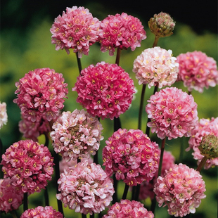 萌吖吖种子海石竹启明星混色10粒室内阳台盆栽花卉种子易种秋播