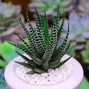 条纹十二卷多肉植物