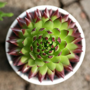 橘子球长生草属多肉植物桌面室内盆栽花卉肉肉群生多头 极有家