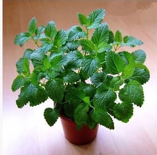 食用香草盆栽花卉 柠檬香水薄荷 有柠檬般清爽甜香 柠檬薄荷