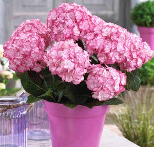 class=h>大花 /span> span class=h>绣球 /span>"纱织小姐进口 span