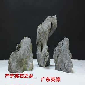 野生七彩神仙 野彩鱼七彩神仙鱼 龙鱼配鱼 中层