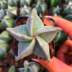 多肉植物鸾凤玉图片