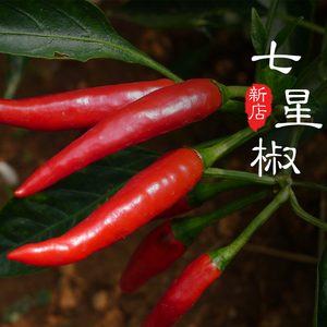 class=h>小米 /span> span class=h>辣 /span>500克七星椒 span class