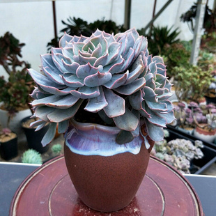 绿源多肉花坊 荷兰女王 叶插苗 多肉 多肉植物叶片发芽带根有芽