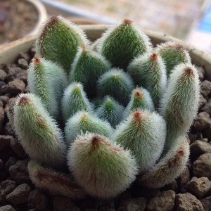 锦司晃多肉植物专场