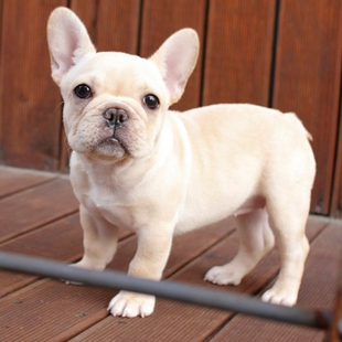 纯种法国斗牛犬 法国斗牛犬幼犬出售 斗牛狗 幼犬 家庭犬宠物狗狗