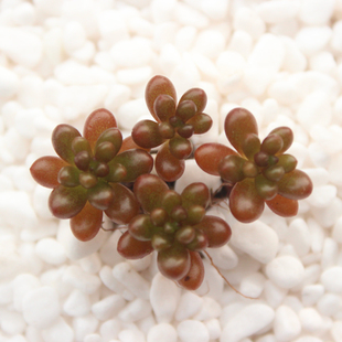 浆果乙女心 多头 米果果露养多肉精美迷你高档防辐射植物绿植