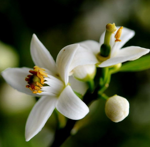 苦橙花純露噴霧圖片