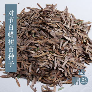 对节白蜡盆景树苗种子树苗籽主产湖北京山颗粒饱满发芽率可达99%