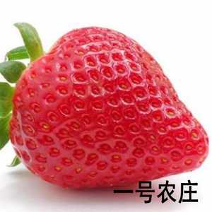 奶油草莓种子红草莓白草莓籽阳台盆栽水果种子