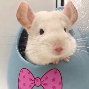 活体龙猫龙猫宝宝银斑龙猫粉白龙猫米色龙猫标灰龙猫活体宠物龙猫