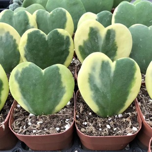 多肉心形植物心叶球兰锦黄金斑情人节礼包活植物易度夏耐旱小盆栽