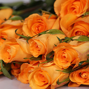 [万载花海园艺] 假日公主queen's day 精品云南切花月季花苗