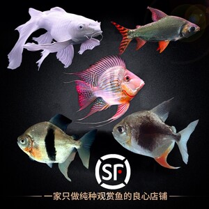 【龙鱼配鱼图片】龙鱼配鱼图片大全