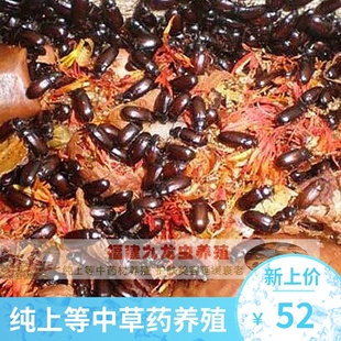九龙虫洋虫成虫正品活体中药材虫子宠物虫活体爬虫长寿命虫包邮