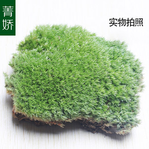 苔藓种植：新兴绿色装饰艺术的崛起