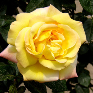 金奖章月季花苗图片