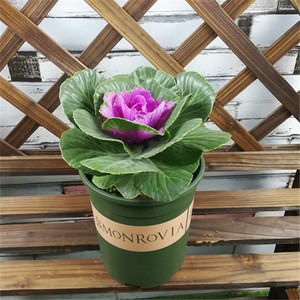  span class=h>羽衣甘蓝 /span>苗甘蓝菜盆栽植物耐寒绿植冬季室外