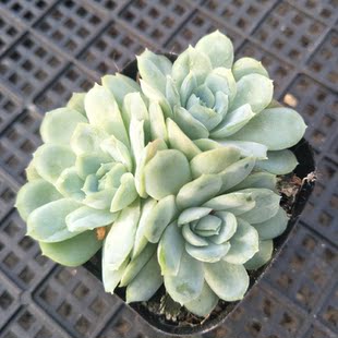 冰梅冰莓多头群生 进口多肉植物 冰梅紫月影群生