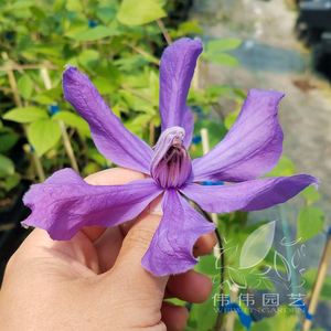 class=h>园艺 /span>]铁线莲- span class=h>幸福 /span>之鸟p9 p14