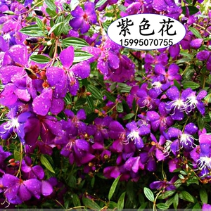阳台庭院花卉紫色花巴西野牡丹花苗盆栽四季开花木本植物花卉包邮