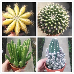 仙人球仙人掌多肉植物英冠玉锦大花犀角办公室桌面小盆栽绿植花卉