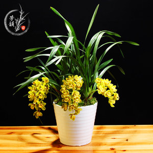 class=h>盆栽 /span>杂交兰 span class=h>洋兰 /span> 水蜜桃  span