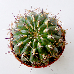 金钱豹 a90 多肉植物 盆栽 广州正欣园艺 多肉基地