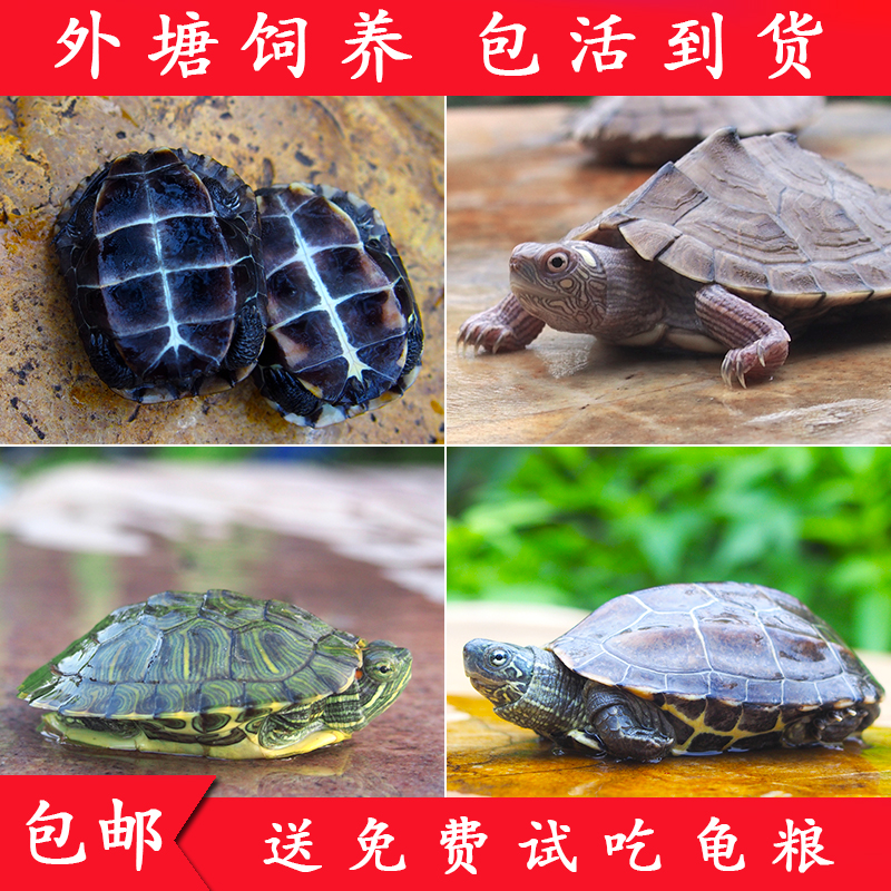 中华草龟巴西鳄龟水龟地图招财网红小乌龟活体长寿龟宠物龟活物龟