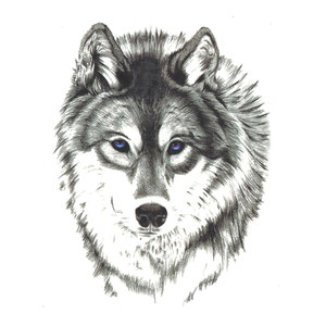 喵小姐-狼图腾纹身 防水男胸口手臂狼头纹身刺青个性仿真持久贴纸