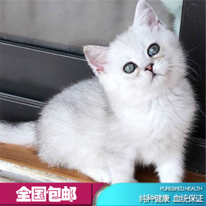 【曼基康短腿猫价格】最新曼基康短腿猫价格\/