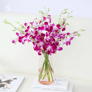 花里家 洋兰花束 家庭家居插花鲜切花家庭婚庆包邮鲜花水养鲜花