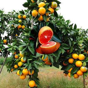 【橙子树苗果树价格】最新橙子树苗果树价格\/