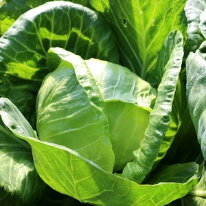 有机 白菜图片