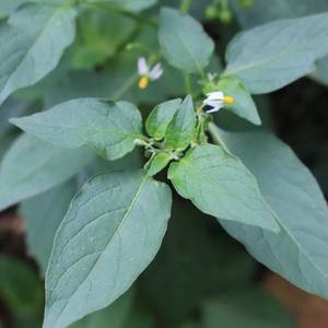 野生新鮮龍葵草嫩苗嫩葉野菜山茄果烏點歸野茄子野葡萄包郵