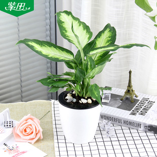 紫田绿植 四季常青办公室内懒人桌面绿色植物粉黛万年青花卉盆栽