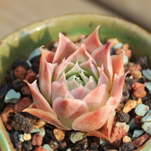 皱叶月影蓝丝绒多肉植物贵货古娜春秋室内肉肉花卉韩国多肉云南