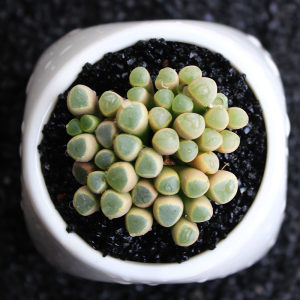 五十铃玉 多肉植物喜阴喜水多肉植物