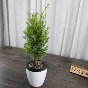 南方红豆杉树苗盆栽图片