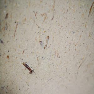 纸筋灰石灰膏草筋灰三合灰寺庙室内墙面环保古建筑材料腻子粉热卖