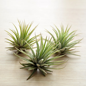 [慢常 span class=h>花草 /span>] 英特精灵 空气凤梨空气草 span