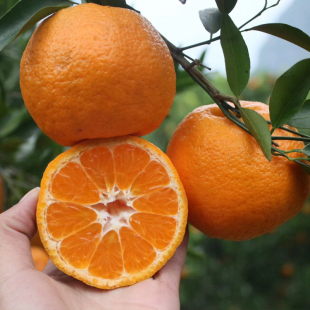 湖北特产柑橘桔子橘子椪柑芦柑新鲜水果5斤包邮非丑橘粑粑柑