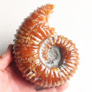 易晶缘一物一图天然羊角螺 span class=h>摆件 /span>海螺玉化螺标本