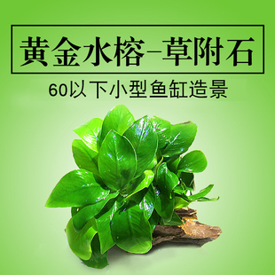 鱼缸造景黄金水榕草附松皮石假山活体真水草懒人水草小鱼缸装饰景